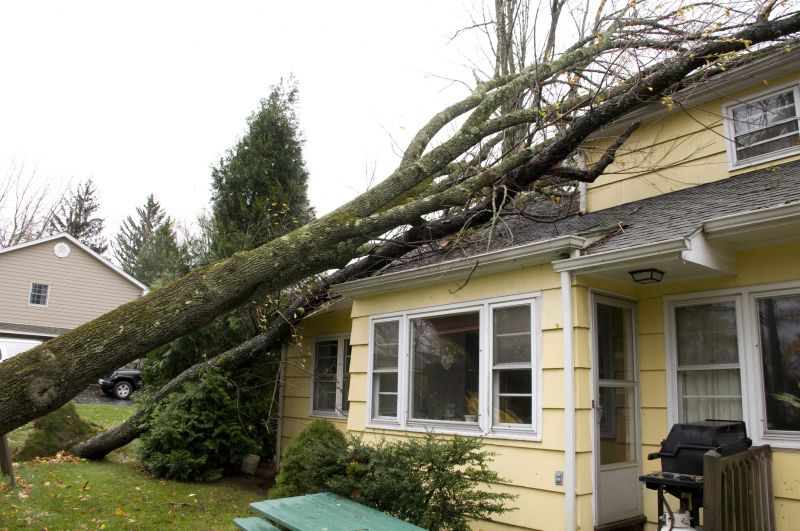 Storm Damage Tree