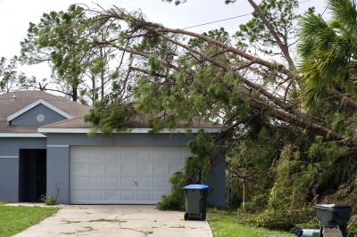Storm Damage Tree Down