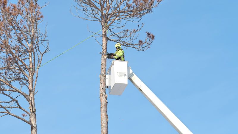 Professional Tree Removal Process