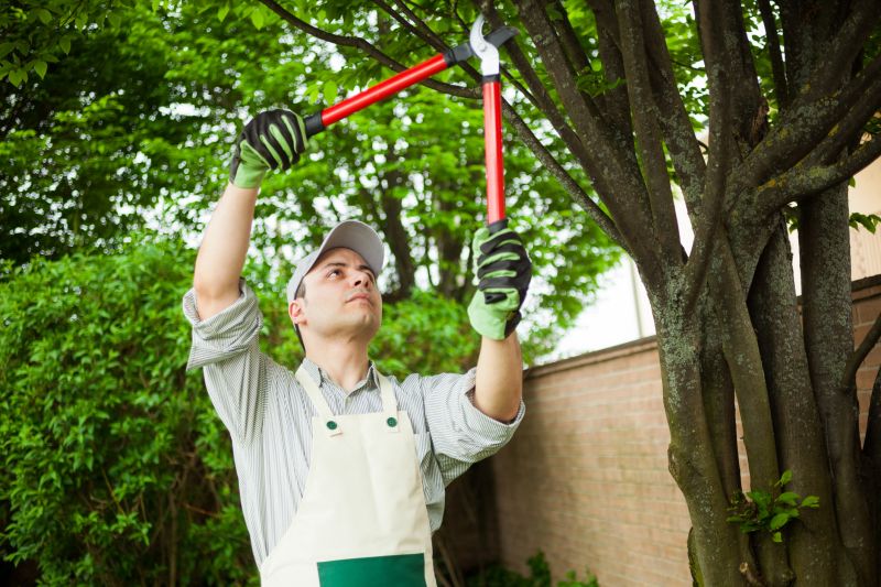Certified Tree Removal Experts