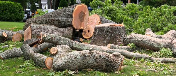 Large Tree Removal in Antioch