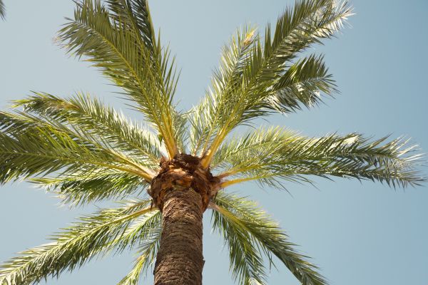 Palm Tree Removal in Antioch