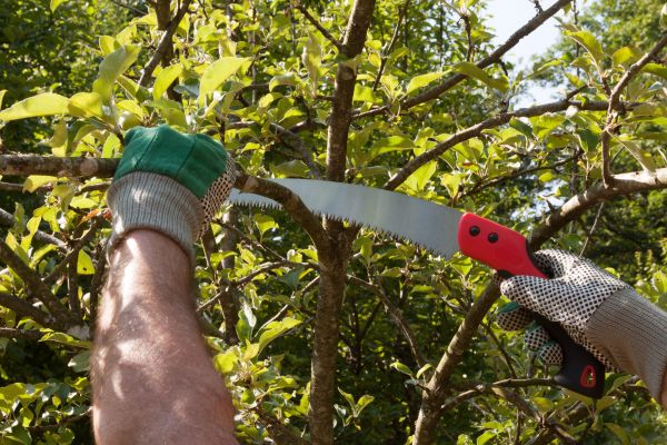 Small Tree Removal in Antioch