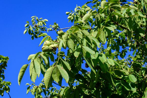 Cost of Walnut Tree Removal in Antioch