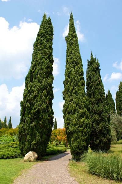 Cost of Cypress Tree Removal in Antioch