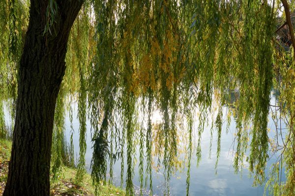 Cost of Willow Tree Removal in Antioch