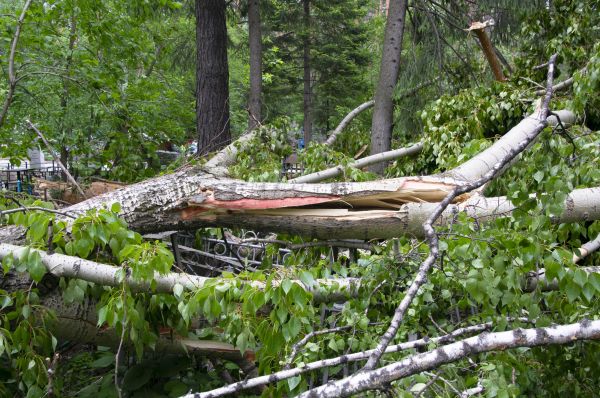 Birch Tree Removal in Antioch