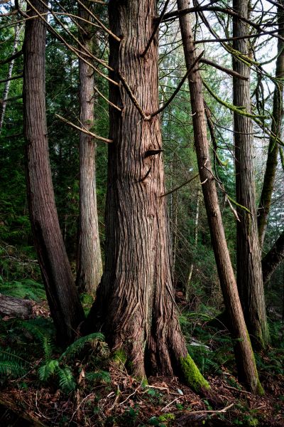 Cost of Cedar Tree Removal in Antioch
