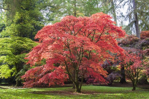 Cost of Maple Tree Removal in Antioch