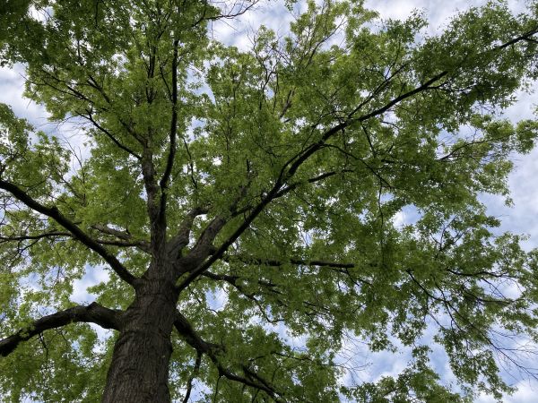 Cost of Oak Tree Removal in Antioch