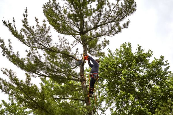 Cost of Pine Tree Removal in Antioch