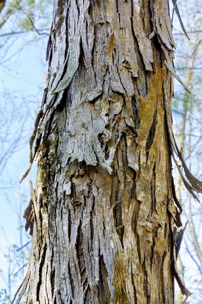 Hickory Tree Removal in Antioch
