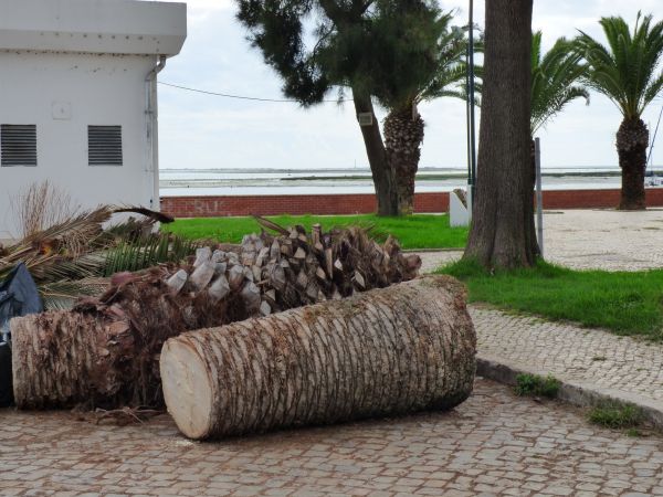 Palm Trees Removal in Antioch