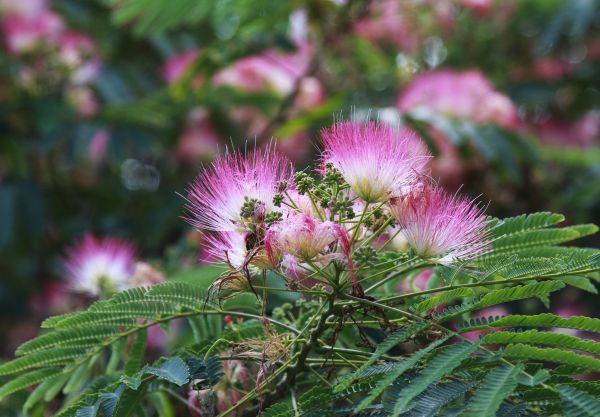 Mimosa Tree Removal in Antioch