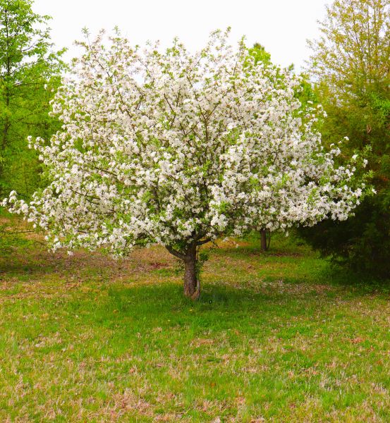 Dogwood Tree Removal in Antioch