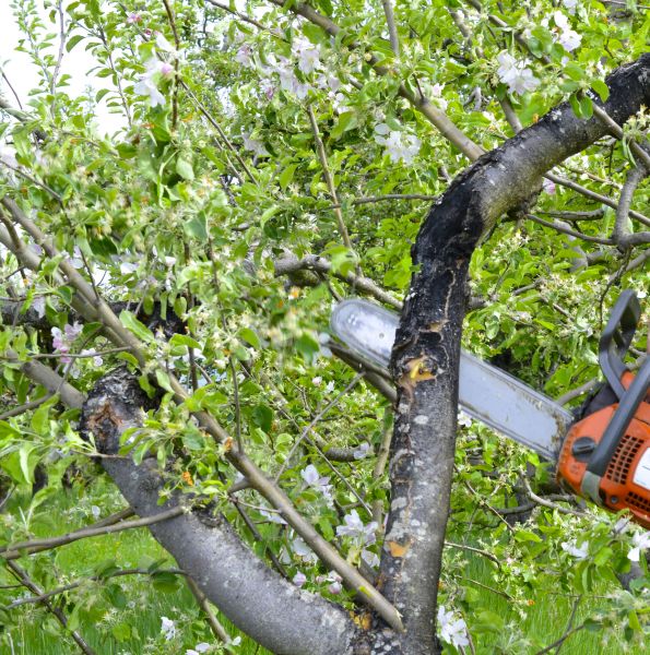 Apple Tree Removal in Antioch