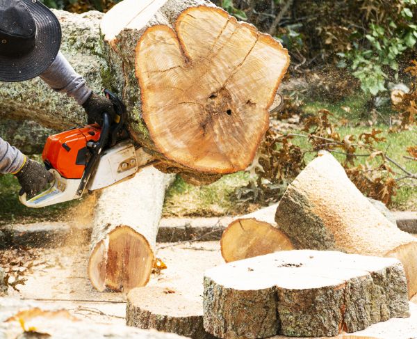 Tree Removal Service in Antioch