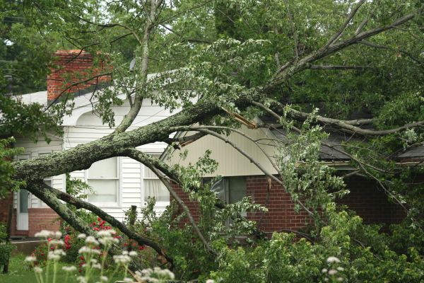 Emergency Tree Removal in Antioch