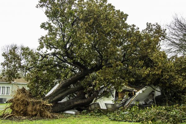 Fallen Tree Removal in Antioch