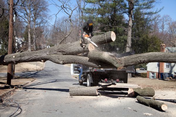 Cost of Residential Tree Removal in Antioch