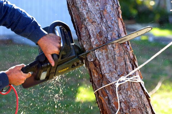 Dead Tree Removal in Antioch
